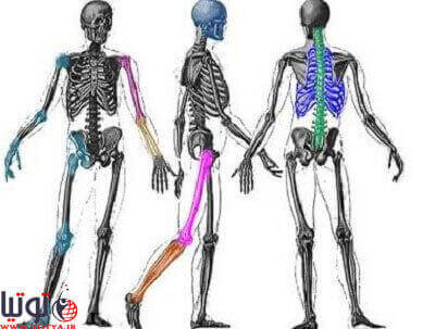 بررسی ساختار استخوان بدن انسان