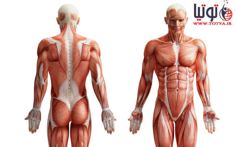 عملکرد دستگاها و ساختار بدن انسان