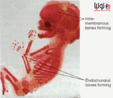 رشد استخوان جنینی