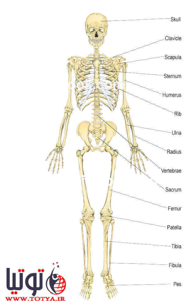 بررسی ساختار استخوان بدن انسان