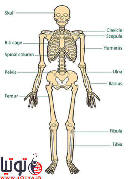 کاربرد استخوان در بدن انسان