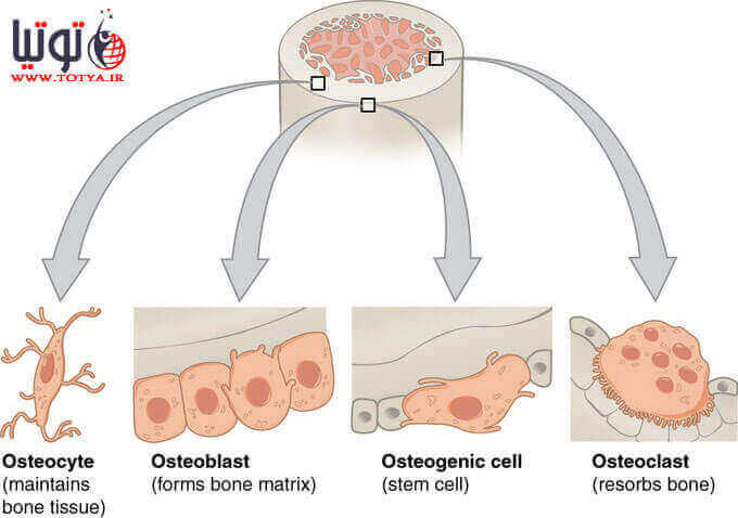 سلول های درون بافت استخوانی