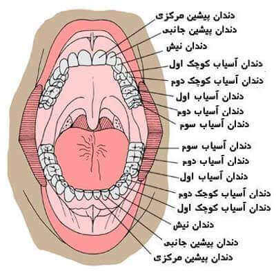 نکات اساسی در حفظ بهداشت دهان و دندان