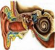 بهداشت گوش و دستگاه شنوایی