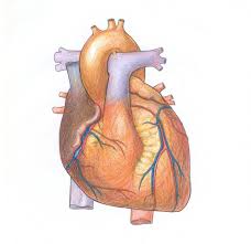 بهداشت قلب و دستگاه گردش خون
